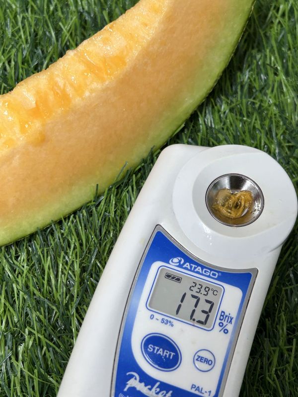 <少量專區>卡蜜拉(優惠下殺) 