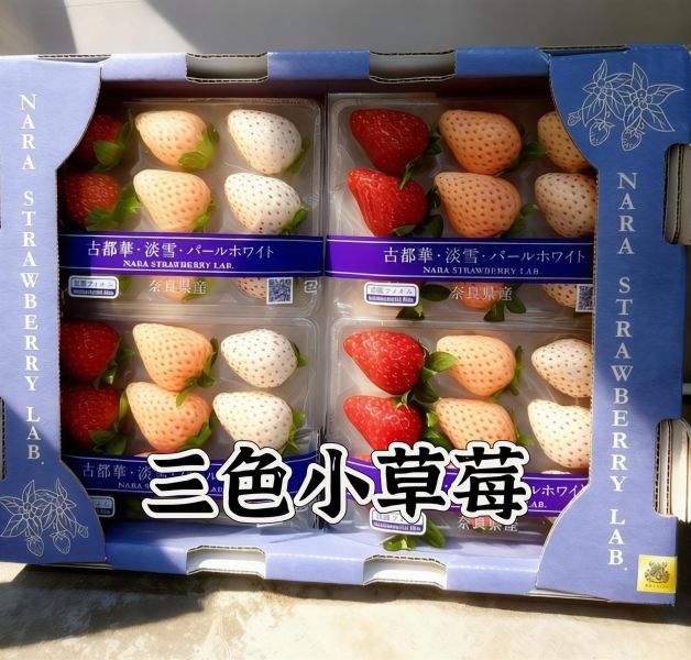 日本三色小草莓 