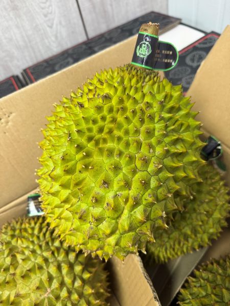 小黑刺榴槤 