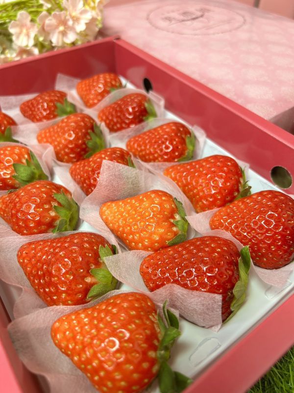 日本岐阜美濃娘 