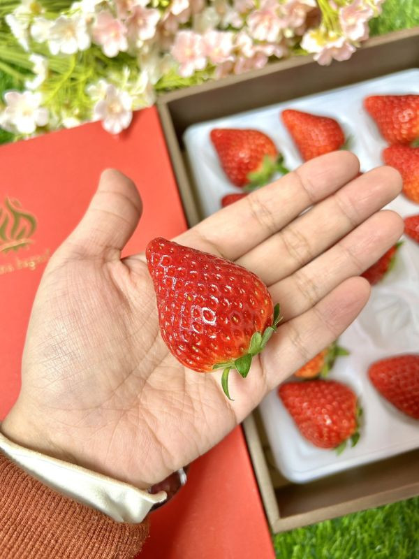 <少量零購>日本岐阜-華かがり (華篝) 