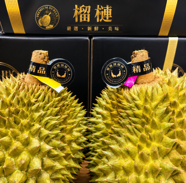 雙獅牌金枕頭 
