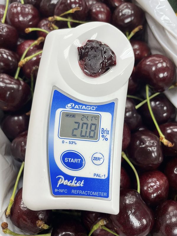 紐西蘭櫻桃【30mm】 