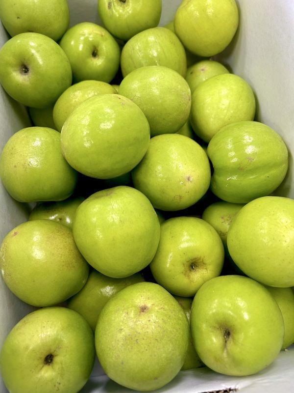 <少量零購>珍蜜蜜棗 