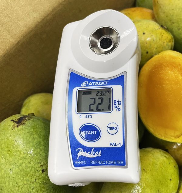 <少量零購>爆讚土芒果 