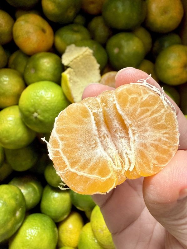 【南投中寮】珍珠砂糖橘 