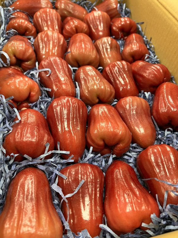 巨大果黑糖芭比蓮霧 