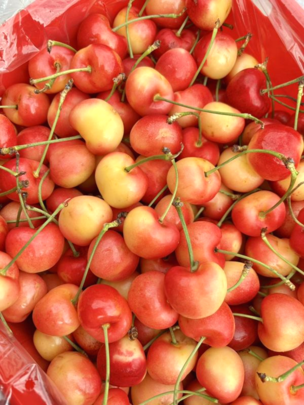 【30mm】智利白櫻桃 