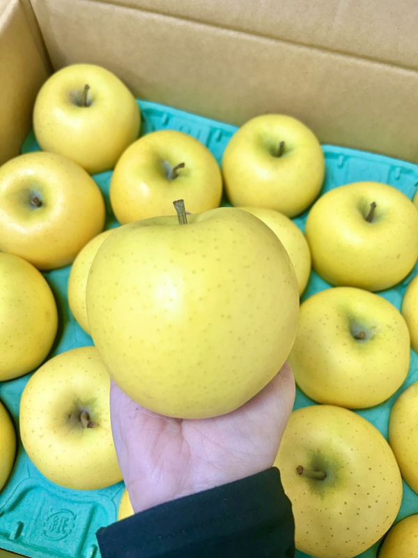 青森信濃金黃金蘋果【大果】 