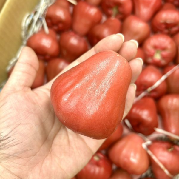 爆甜!黑珍珠蓮霧! 