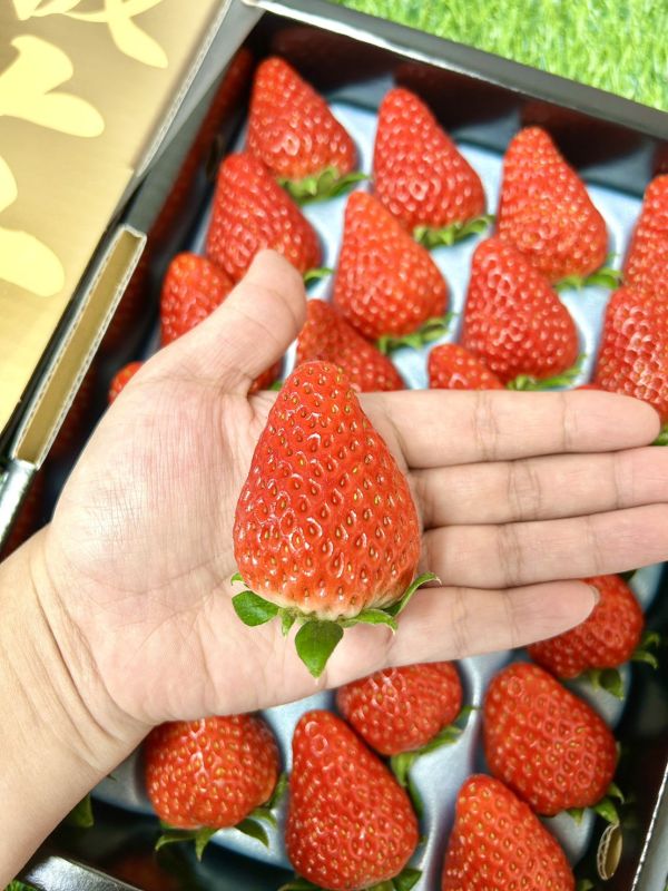 日本德島【阿波莓】夢物語 