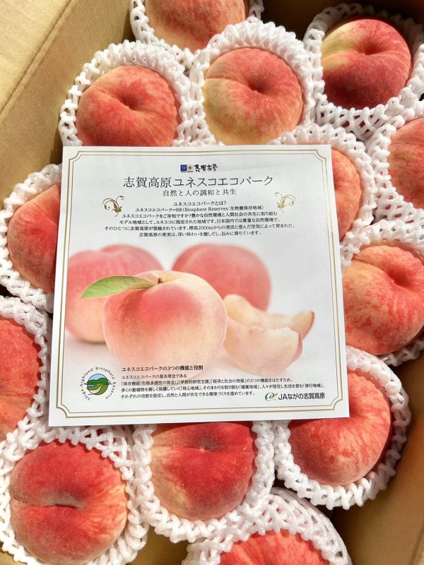長野志賀<白鳳桃> 