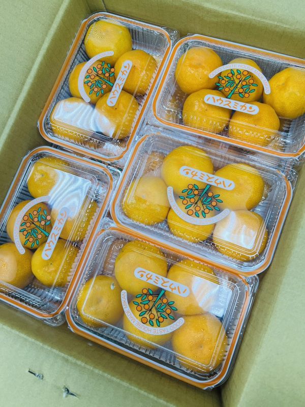 日本福岡小蜜柑PC盒 