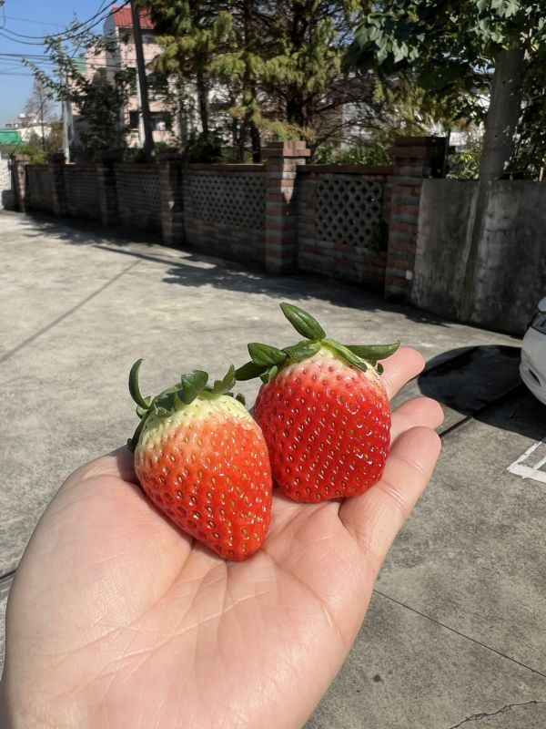 <當日配送>韓國空運草莓 