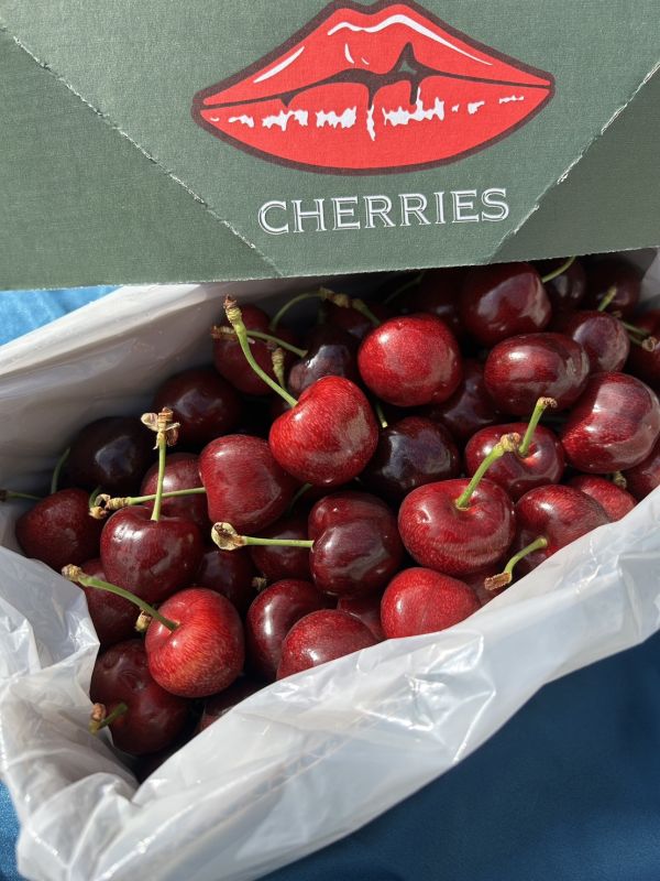 紐西蘭大嘴巴櫻桃【28m】 