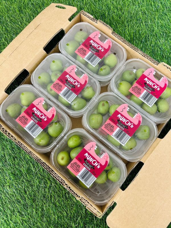 紐西蘭寶貝奇異果 