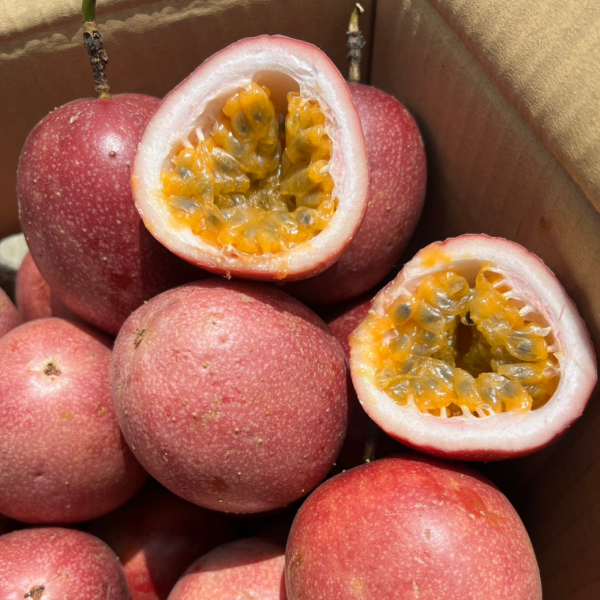 <當日配送>【特殊稀有】頂級紫尊百香果 