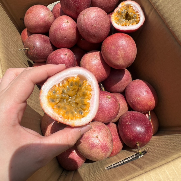 <當日配送>【特殊稀有】頂級紫尊百香果 