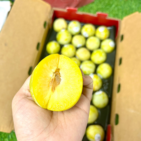 美國加州蜜李恐龍蛋 