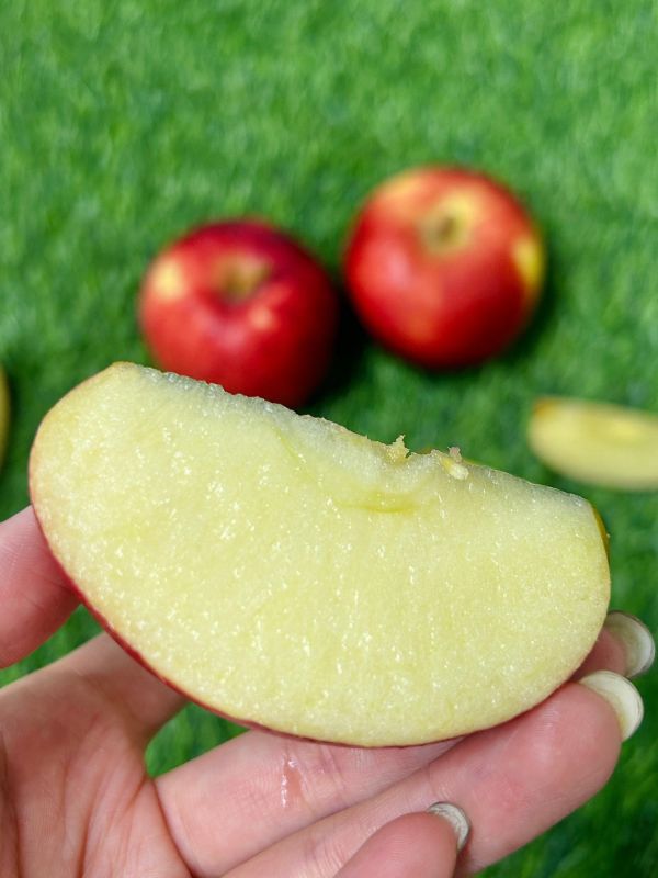 紐西蘭【Dazzel閃耀】脆甜蘋果 