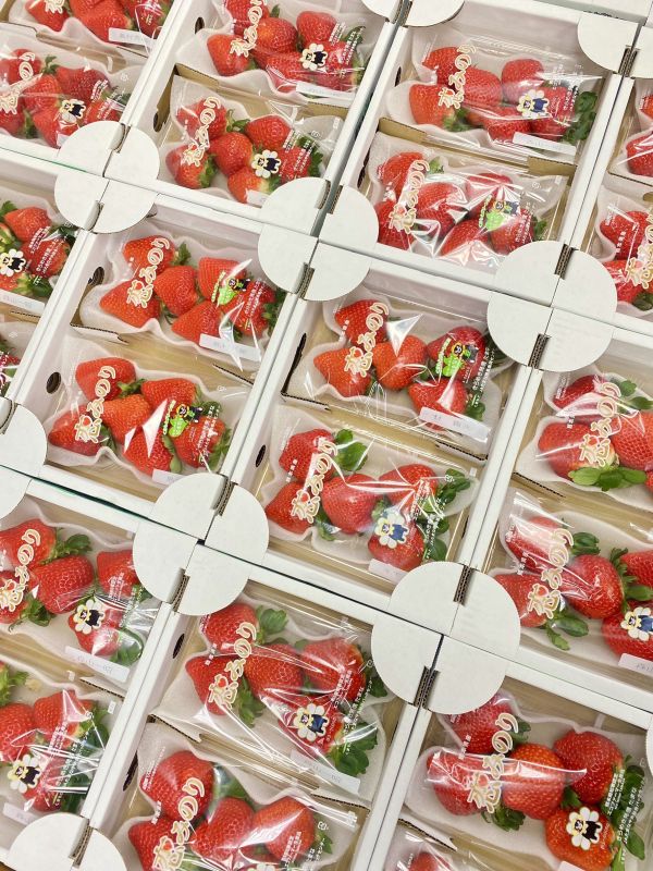 日本熊本草莓(限時下殺) 
