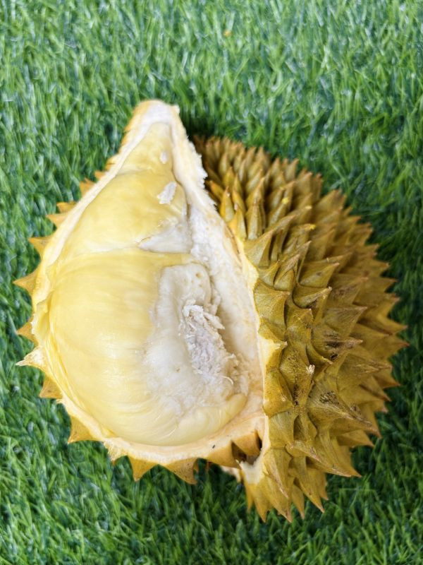 泰國黑象牌榴槤 