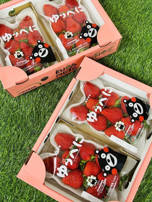 <少量零購>日本熊本草莓 