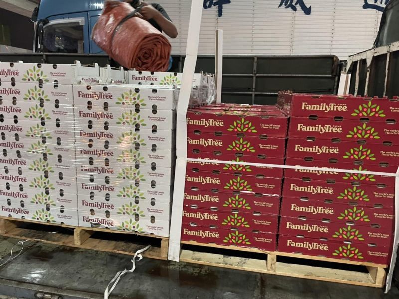 【巨無霸大顆】Family Tree加州水蜜桃(15/16品規) 
