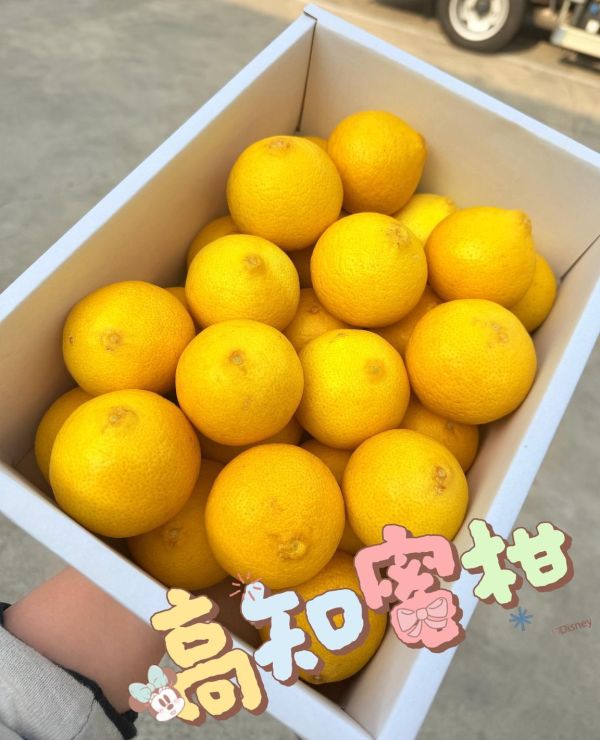 日本高知黃金柑 