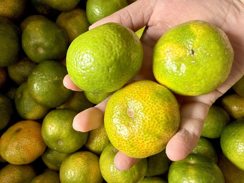 【南投中寮】珍珠砂糖橘 