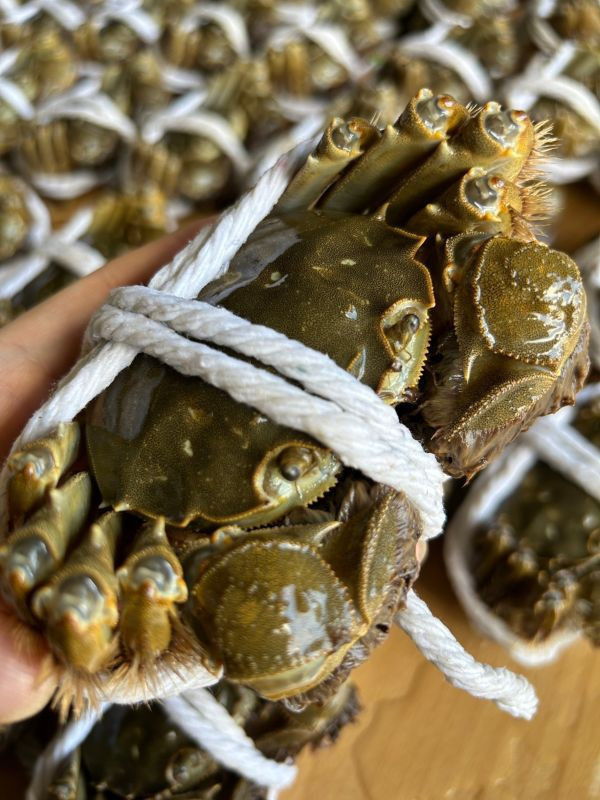 <2A巨無霸>江蘇大閘蟹【5.8~6.4兩】 