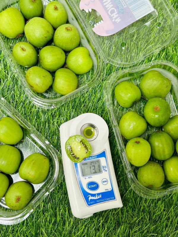 紐西蘭寶貝奇異果 