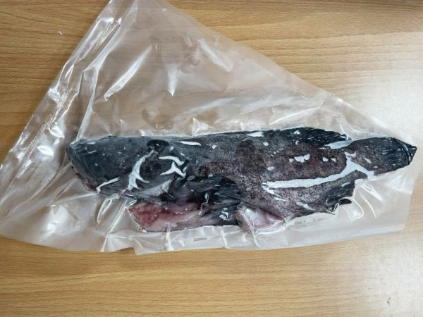 <當日配送>大隻石斑魚 