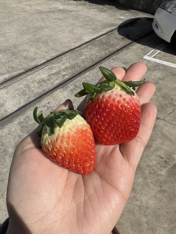 韓國空運草莓 