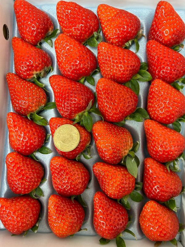 日本德島勝占草莓 