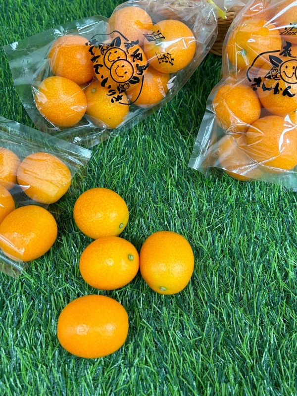 日本鹿兒島金桔 