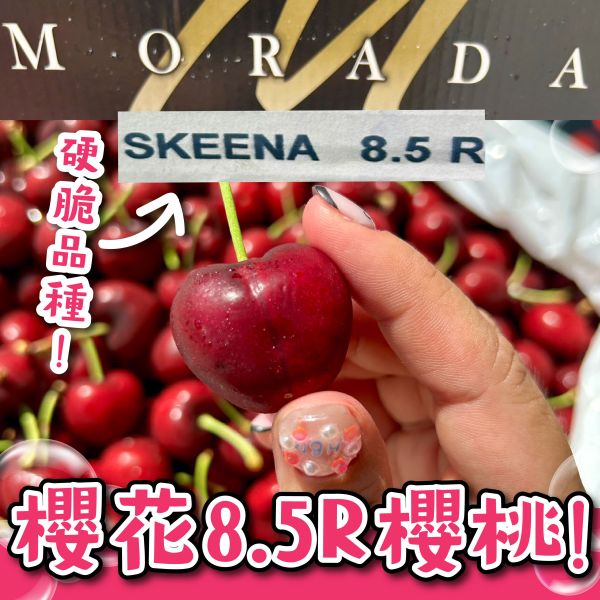 櫻花牌【SKEENA】8.5R櫻桃 