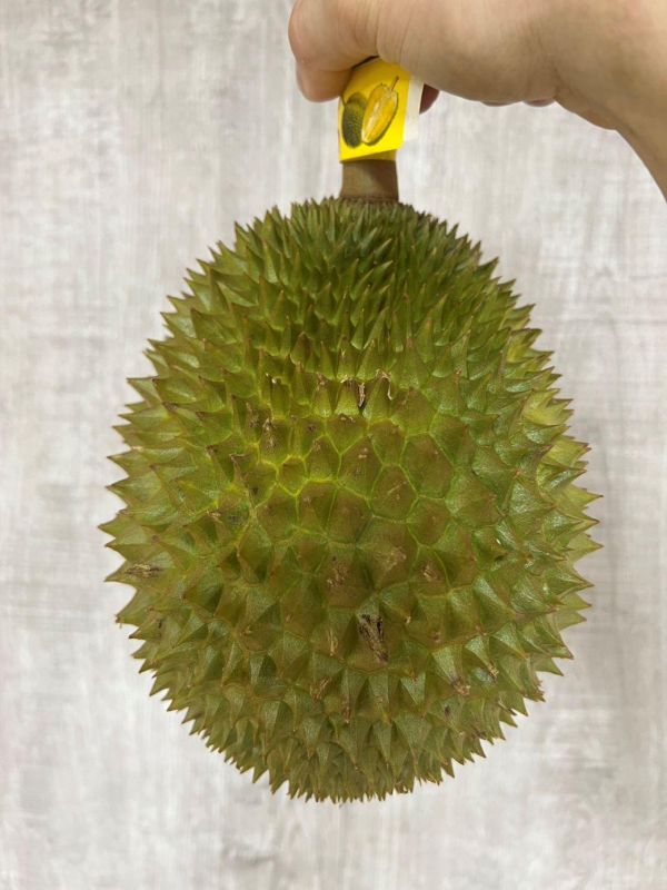 泰國貓山王榴槤 