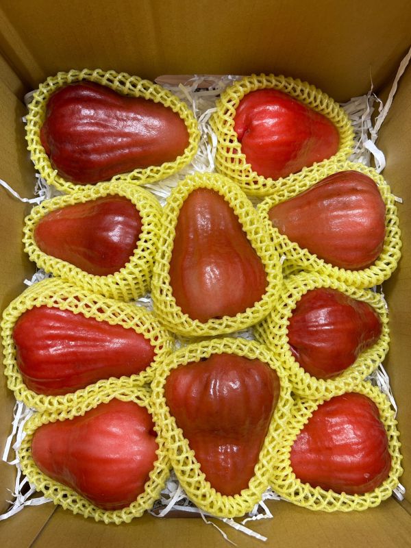 巨大果黑糖芭比蓮霧 