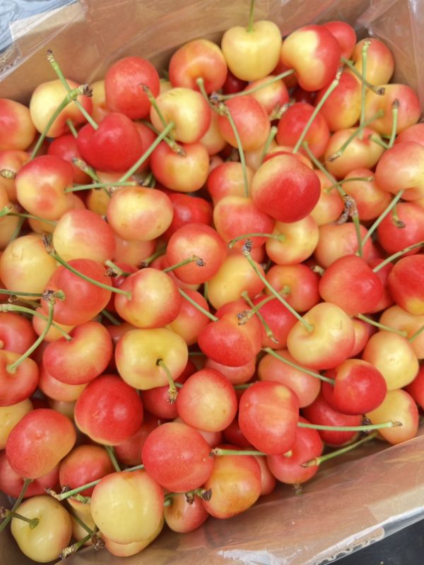 【30mm】智利白櫻桃 