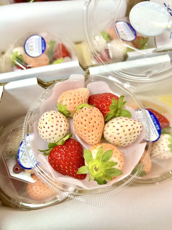 日本三色草莓小圓盒 