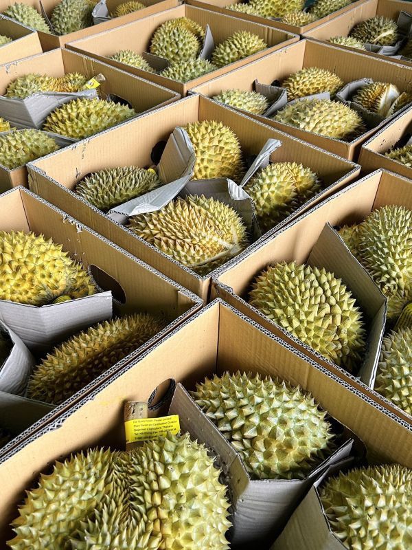 泰國黑象牌榴槤 