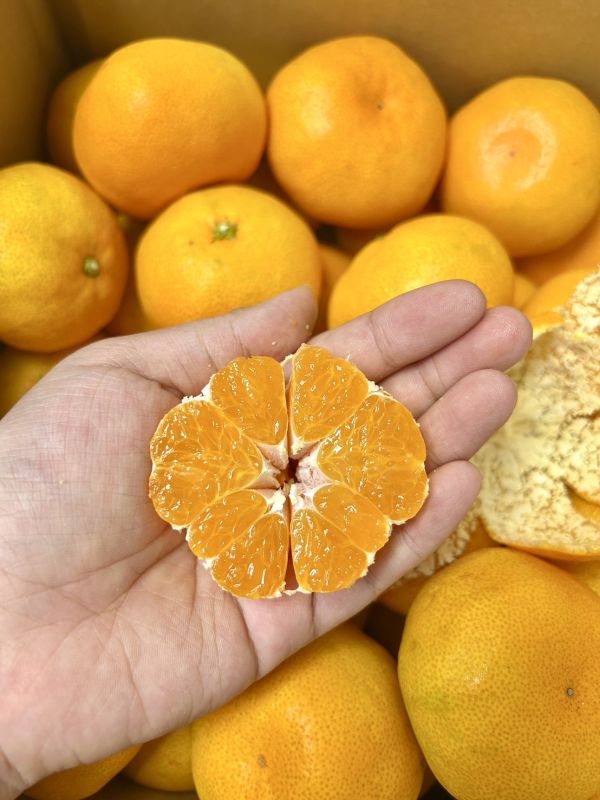 日本福岡蜜柑【黑箱】 