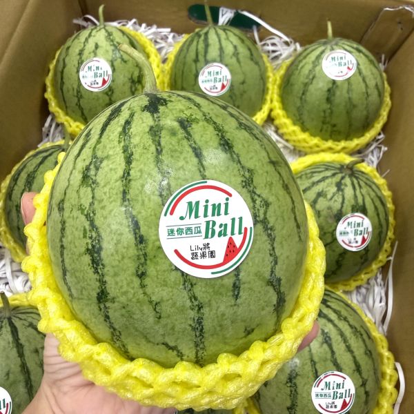 <少量零購>掌心西瓜 