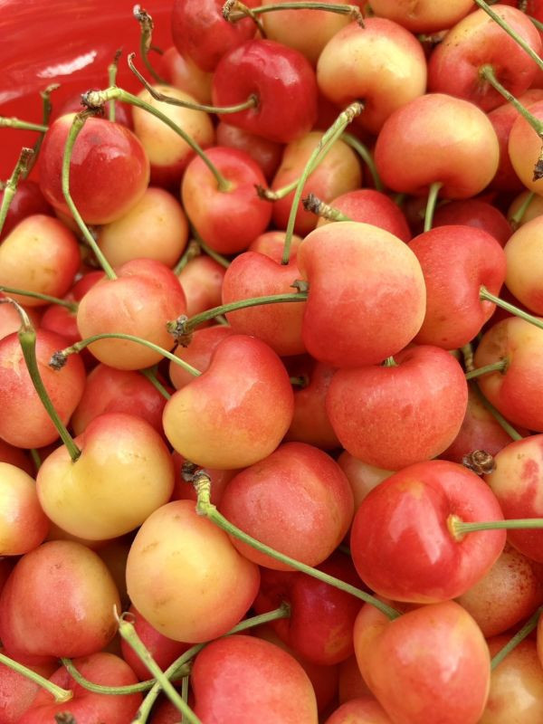 【30mm】智利白櫻桃 