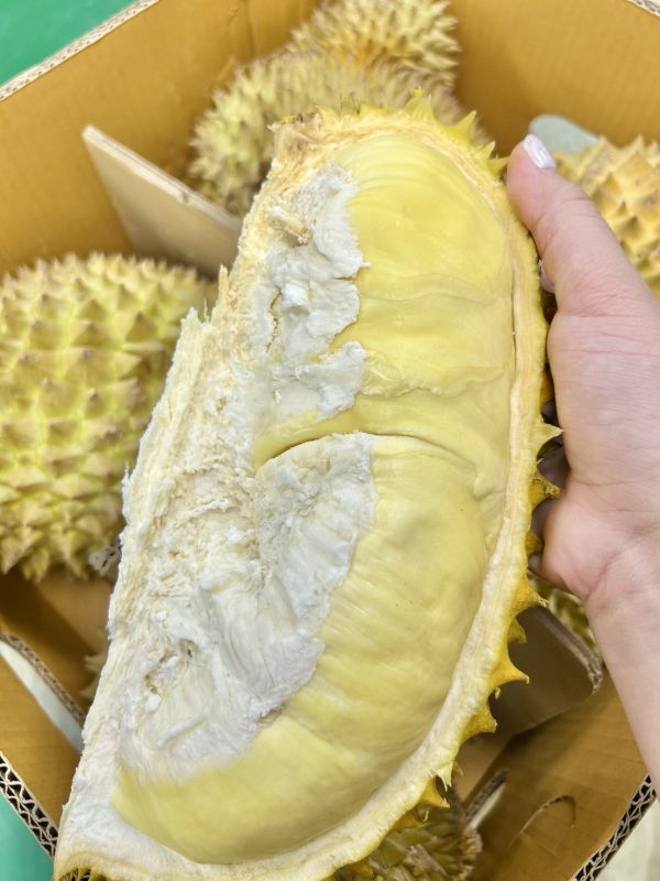 【品質NO.1】金枕頭榴槤 