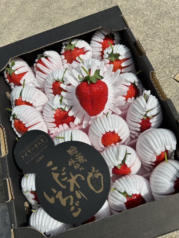 日本黑盒菊池糖蜜草莓 