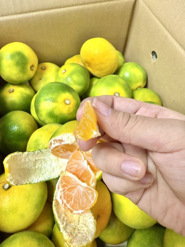 <少量零購>福岡蜜柑【早味かん】 