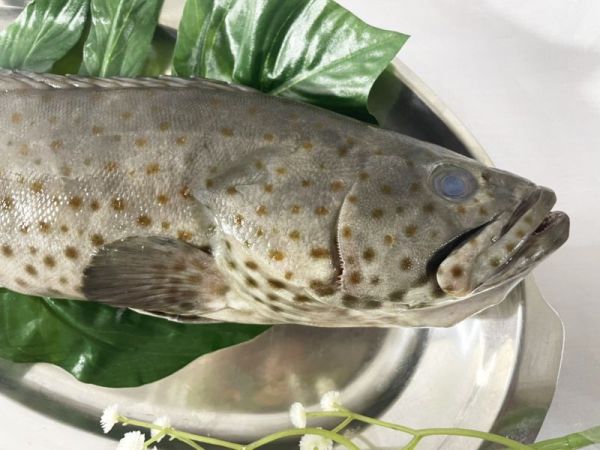 <當日配送>大隻石斑魚 