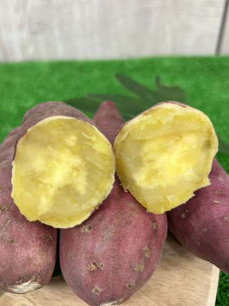 日本德島栗子地瓜 